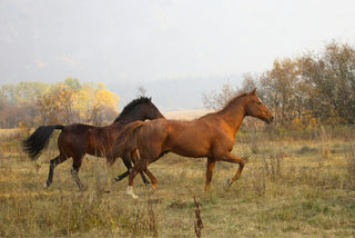 Year of Hope and Desire