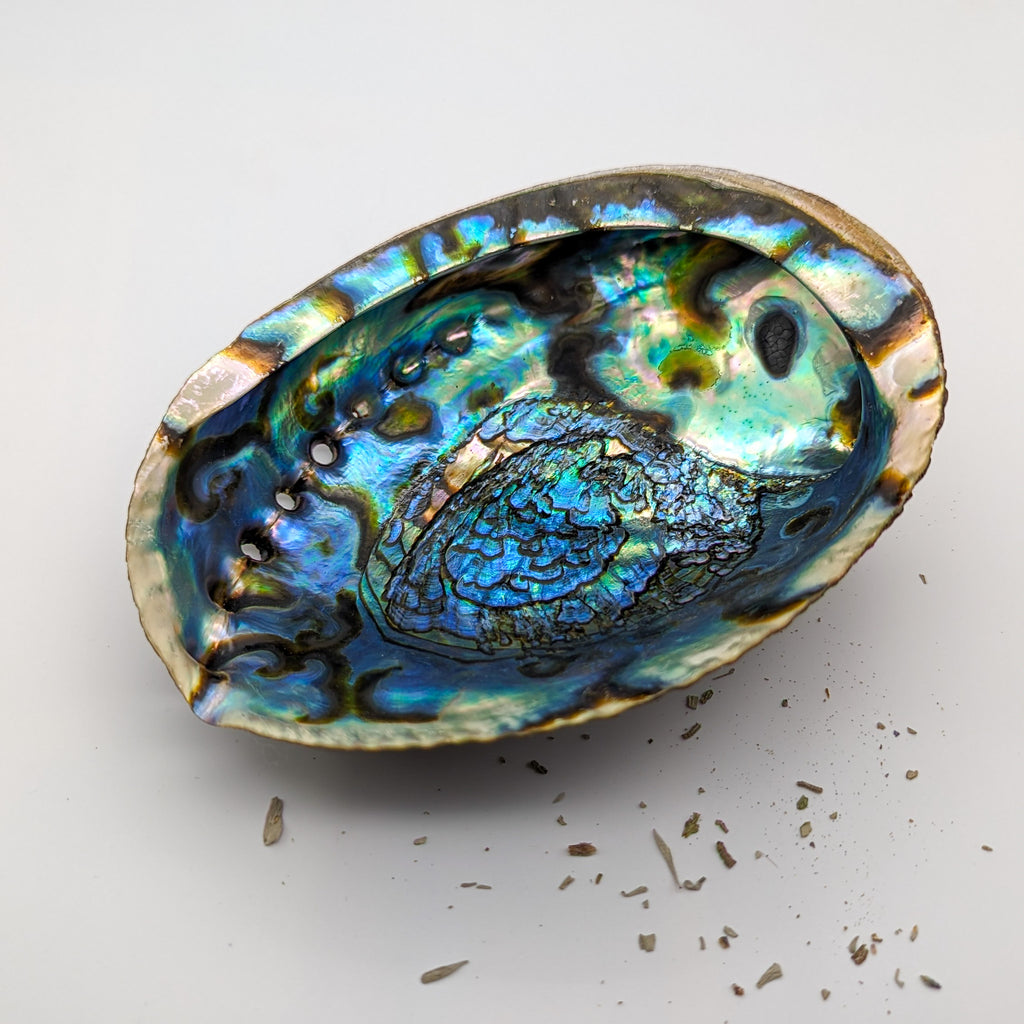 Green Abalone Shell – Prana Harmony