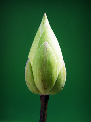 Seed Membership