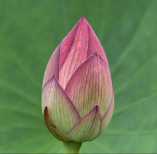 Harmony member